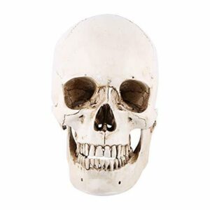 Modelo de cráneo de cabeza humana con réplica de cráneo humano de resina, modelos médicos de cráneo de tamaño natural para decoración de Halloween