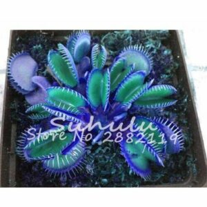 10 piezas Azul exótico Semilla de plantas insectívoras Las suculentas Dionaea Bonsai Semilla Venus Fly Trap plantas carnívoras crezca fácil
